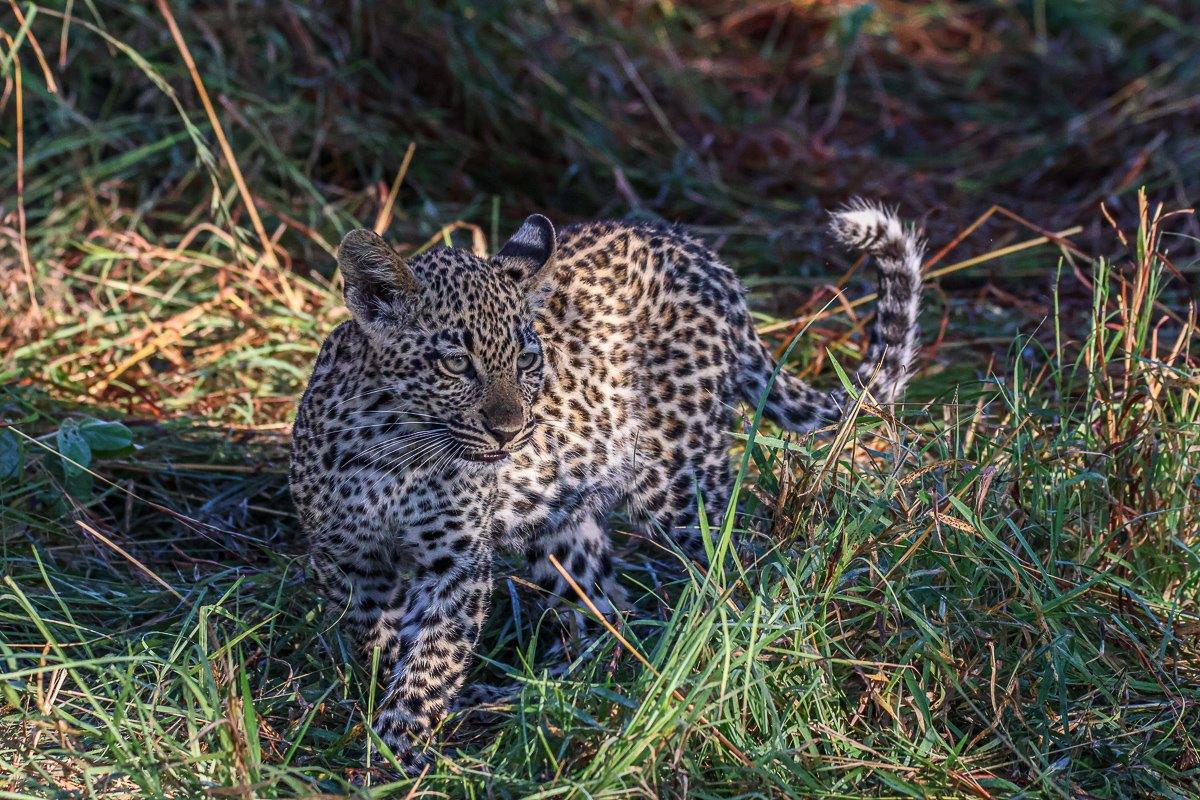 Tengile cub exploring between the grass Tengile cub exploring between the grass