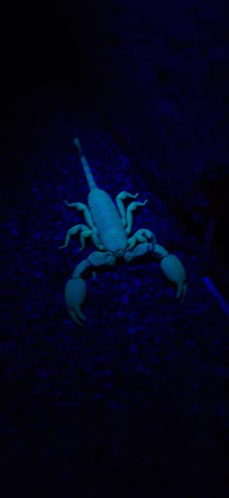 Scientists believe that the ability to fluoresce may help scorpions attract prey Scientists believe that the ability to fluoresce may help scorpions attract prey
