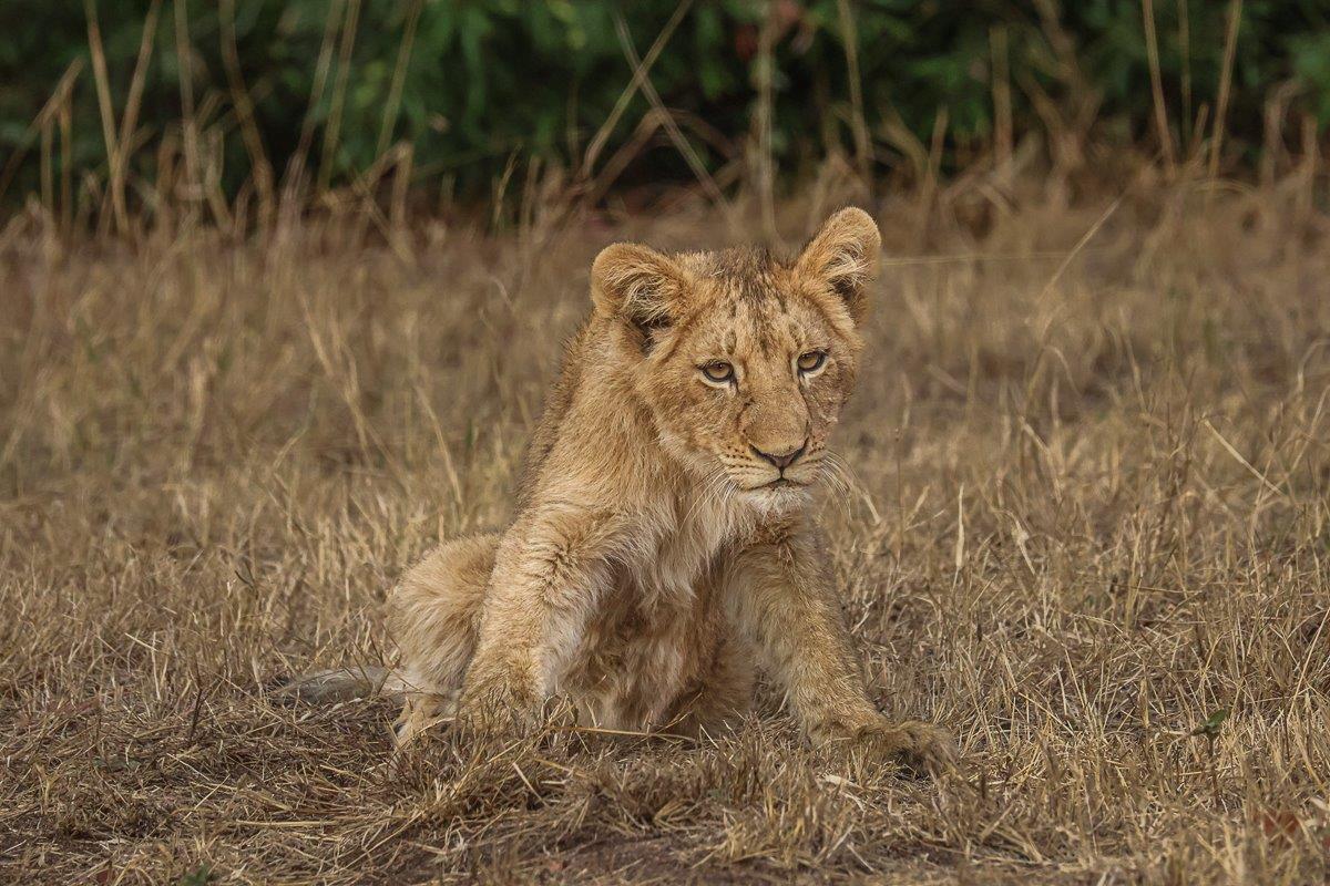 The cubs are looking tired and full after a good meal The cubs are looking tired and full after a good meal