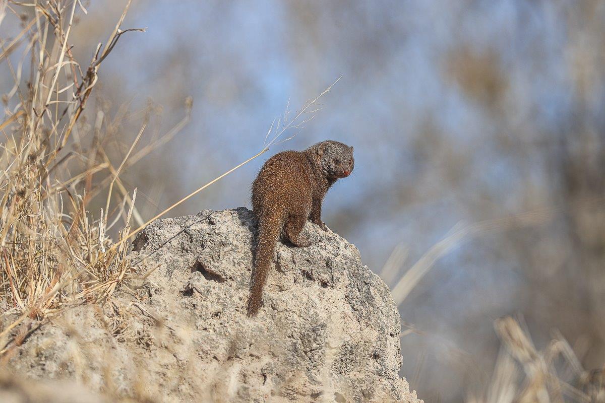 Sabi Sabi Ronald Mutero Dwarf Mongoose Sabi Sabi Ronald Mutero Dwarf Mongoose