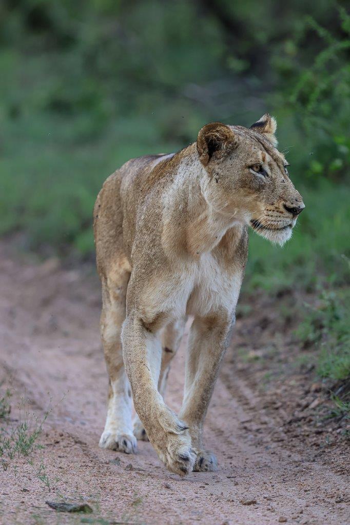 A Msuthlu lioness walks on the road. A Msuthlu lioness walks on the road.