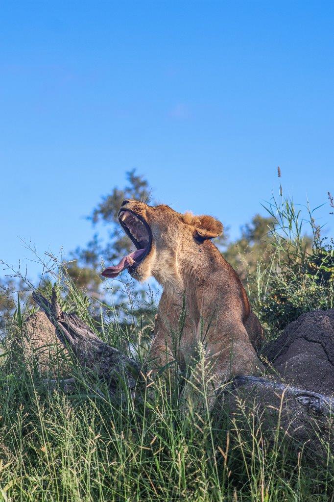 Sabi Sabi Ruan Mey Southern Pride Lion Yawns Sabi Sabi Ruan Mey Southern Pride Lion Yawns