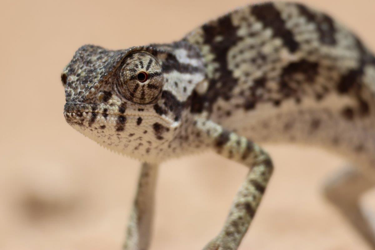 Sabi Sabi Jan Nel Chameleon Sabi Sabi Jan Nel Chameleon