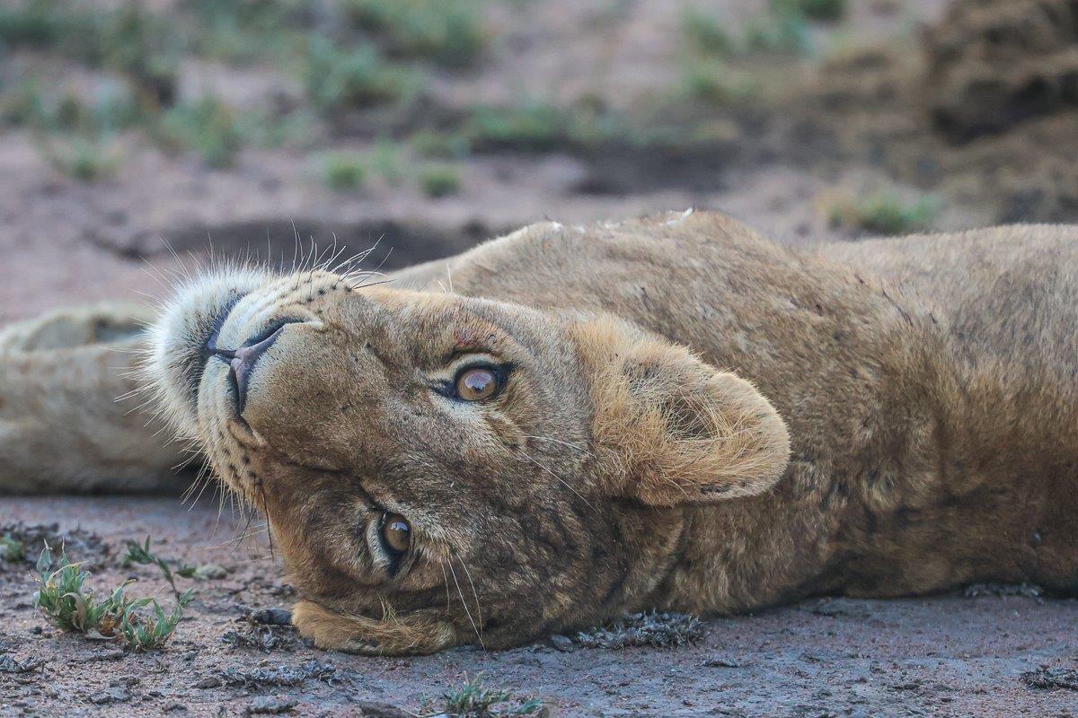 Sabi Sabi Ruan Mey Southern Pride Sabi Sabi Ruan Mey Southern Pride