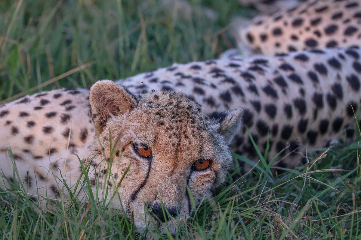 Sabi Sabi Ruan Mey Cheetah Lying Down Sabi Sabi Ruan Mey Cheetah Lying Down