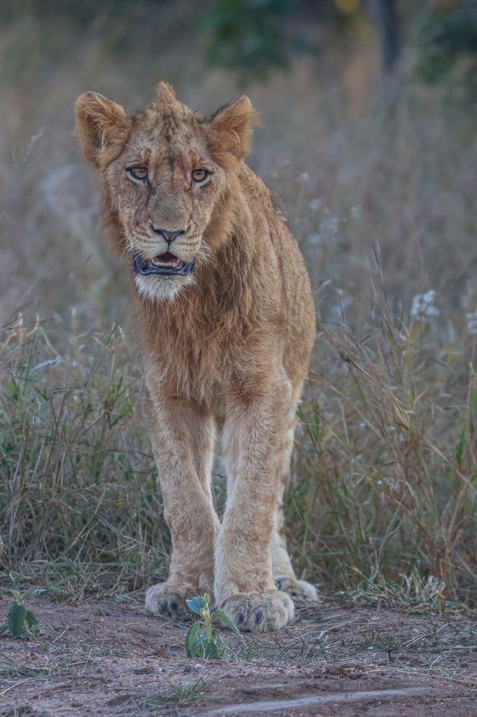 Sabi Sabi Ruan Mey Southern Pride Sub Adult Sabi Sabi Ruan Mey Southern Pride Sub Adult