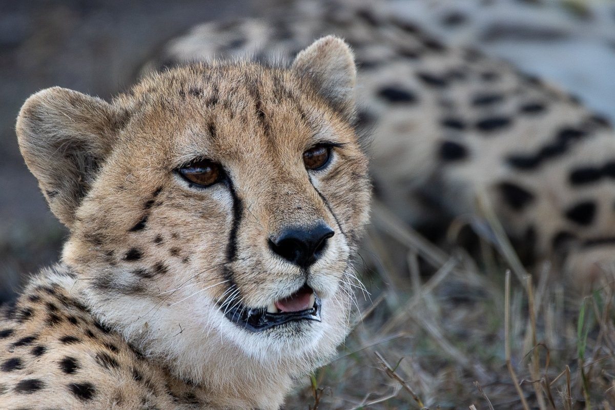 Sabi Sabi Ronald Mutero Cheetah Close Up Sabi Sabi Ronald Mutero Cheetah Close Up