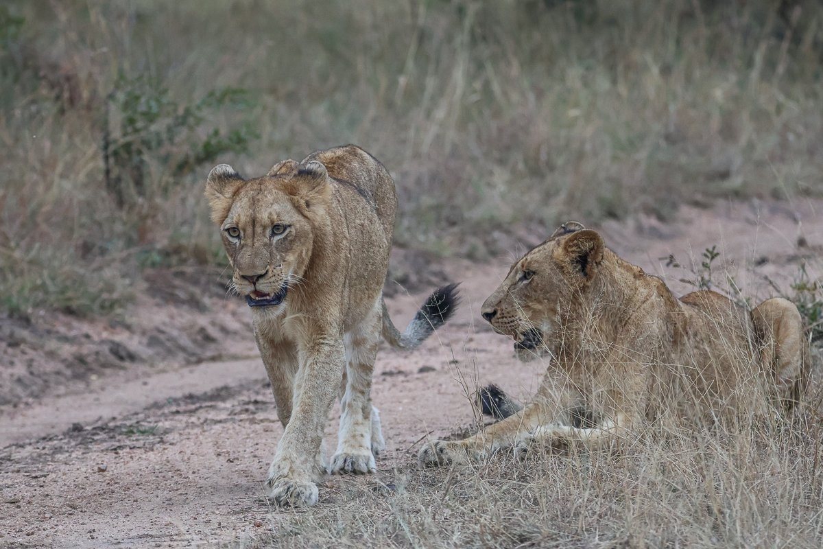 Sabi Sabi Ruan Mey Msuthlu Sabi Sabi Ruan Mey Msuthlu