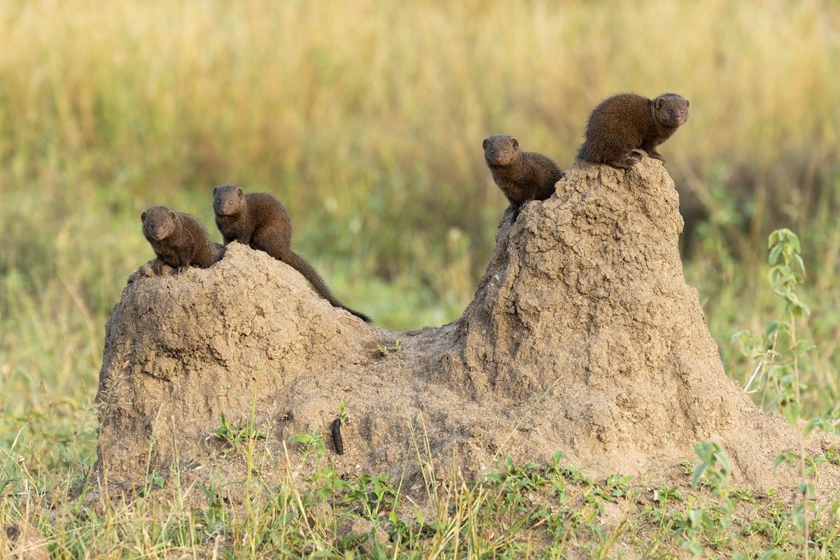 Sabi Sabi Benjamin Loon Dwarf Mongoose Sabi Sabi Benjamin Loon Dwarf Mongoose