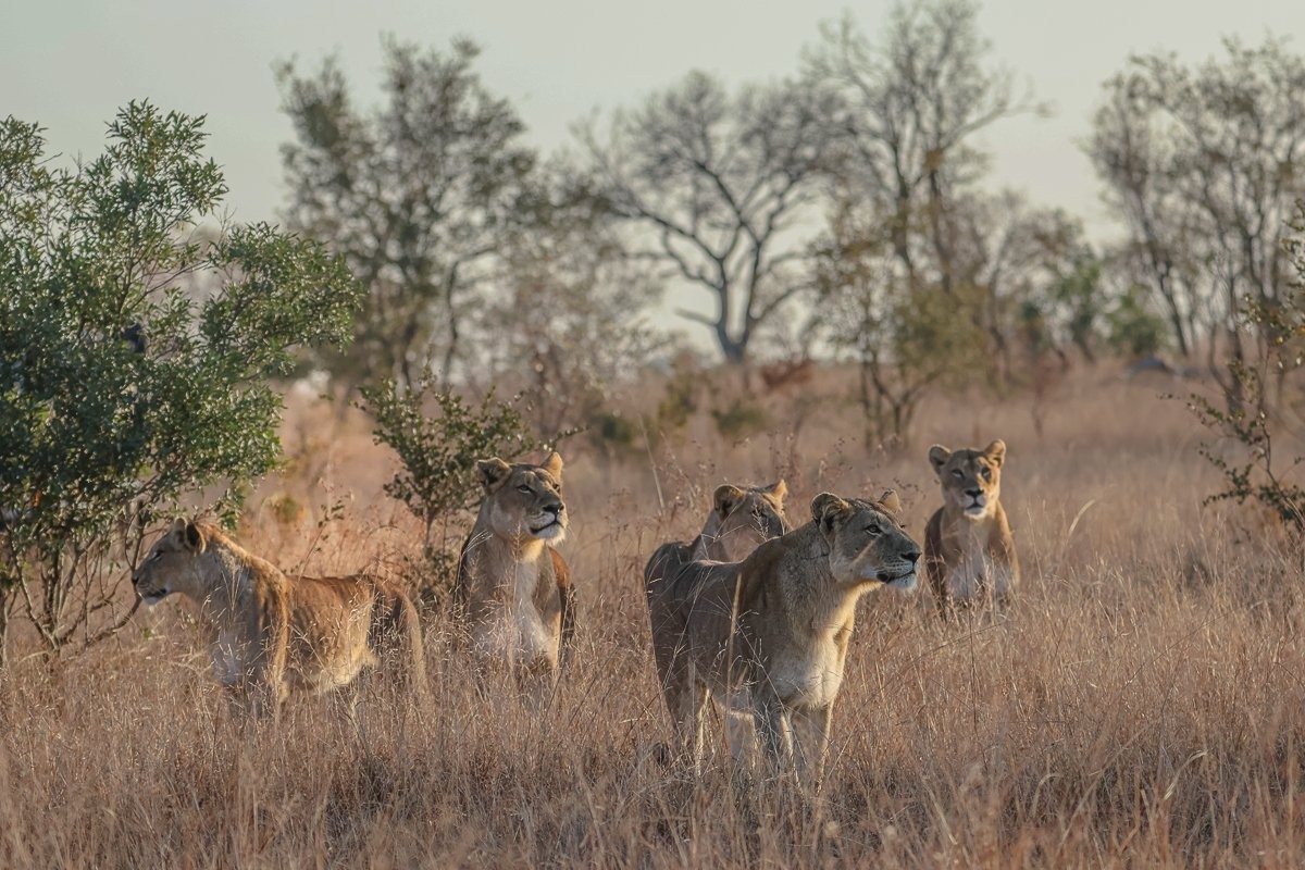 Sabi Sabi Ruan Mey Unknown Lions Sabi Sabi Ruan Mey Unknown Lions