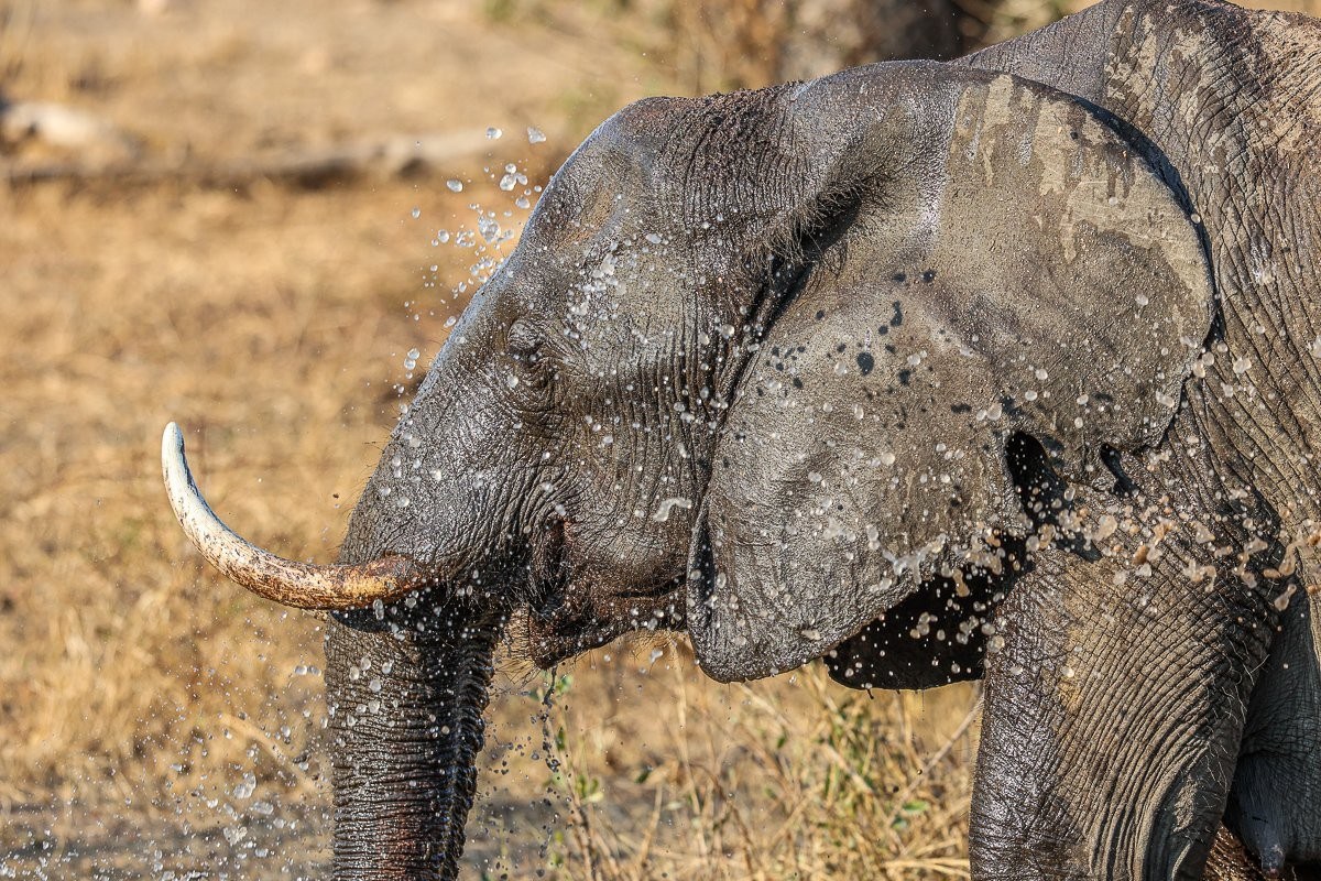 Sabi Sabi Ruan Mey Elephant Sabi Sabi Ruan Mey Elephant