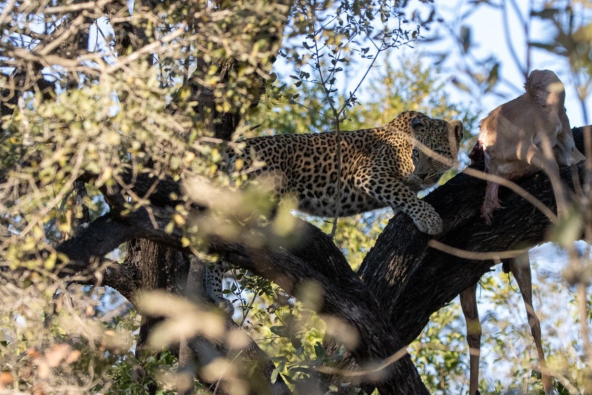 Sabi Sabi Ronald Mutero Golonyi With Kill In Tree Sabi Sabi Ronald Mutero Golonyi With Kill In Tree