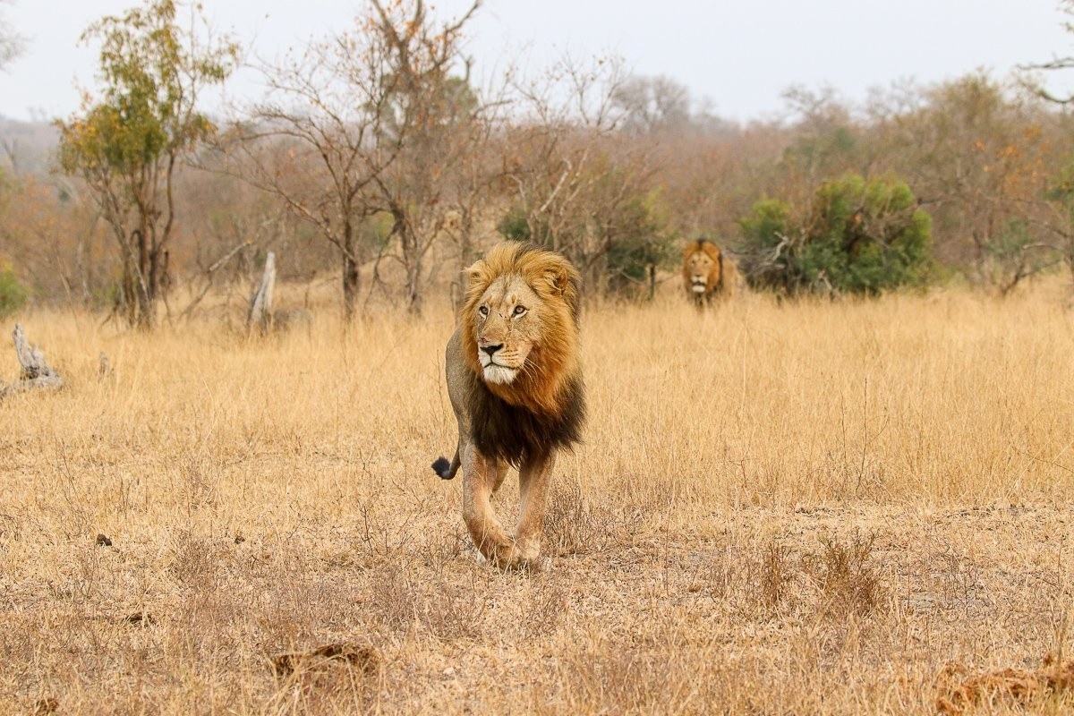 Sabi Sabi Jana Du Plessis Gijima Lion Sabi Sabi Jana Du Plessis Gijima Lion