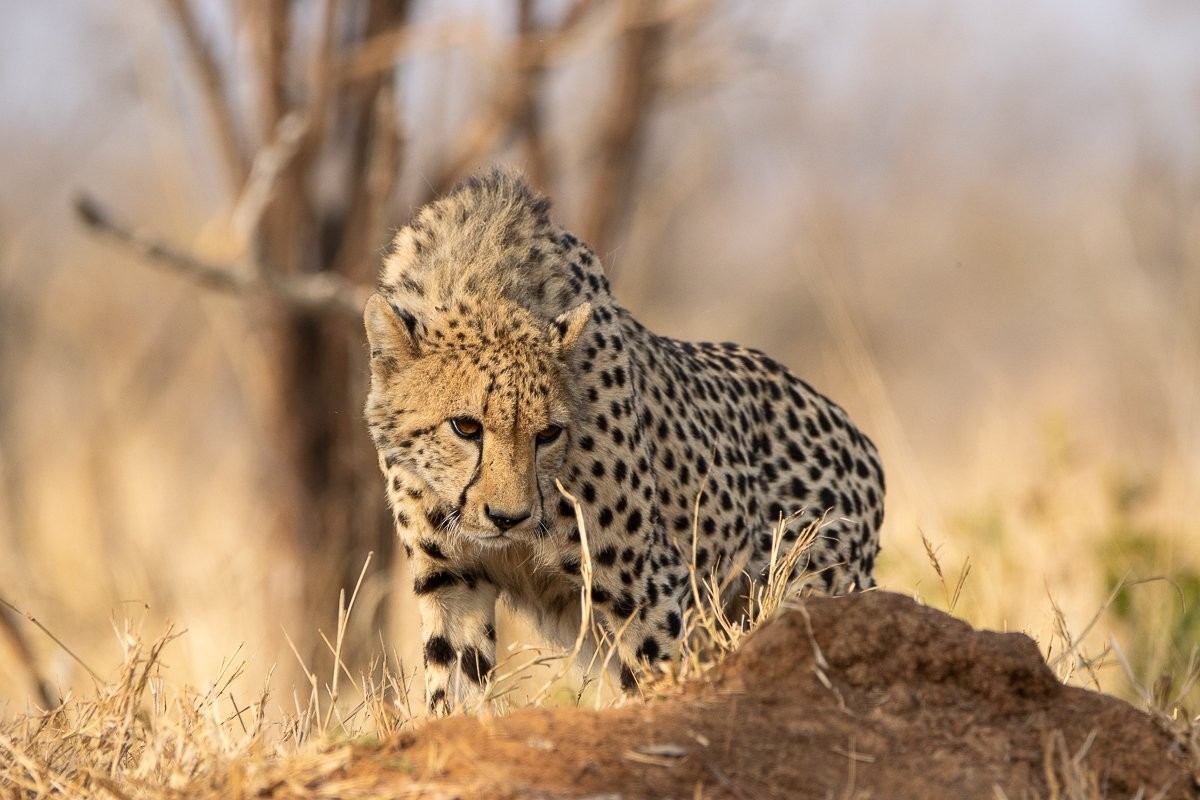 Sabi Sabi Ronald Mutero Cheetah Searches Mound Sabi Sabi Ronald Mutero Cheetah Searches Mound