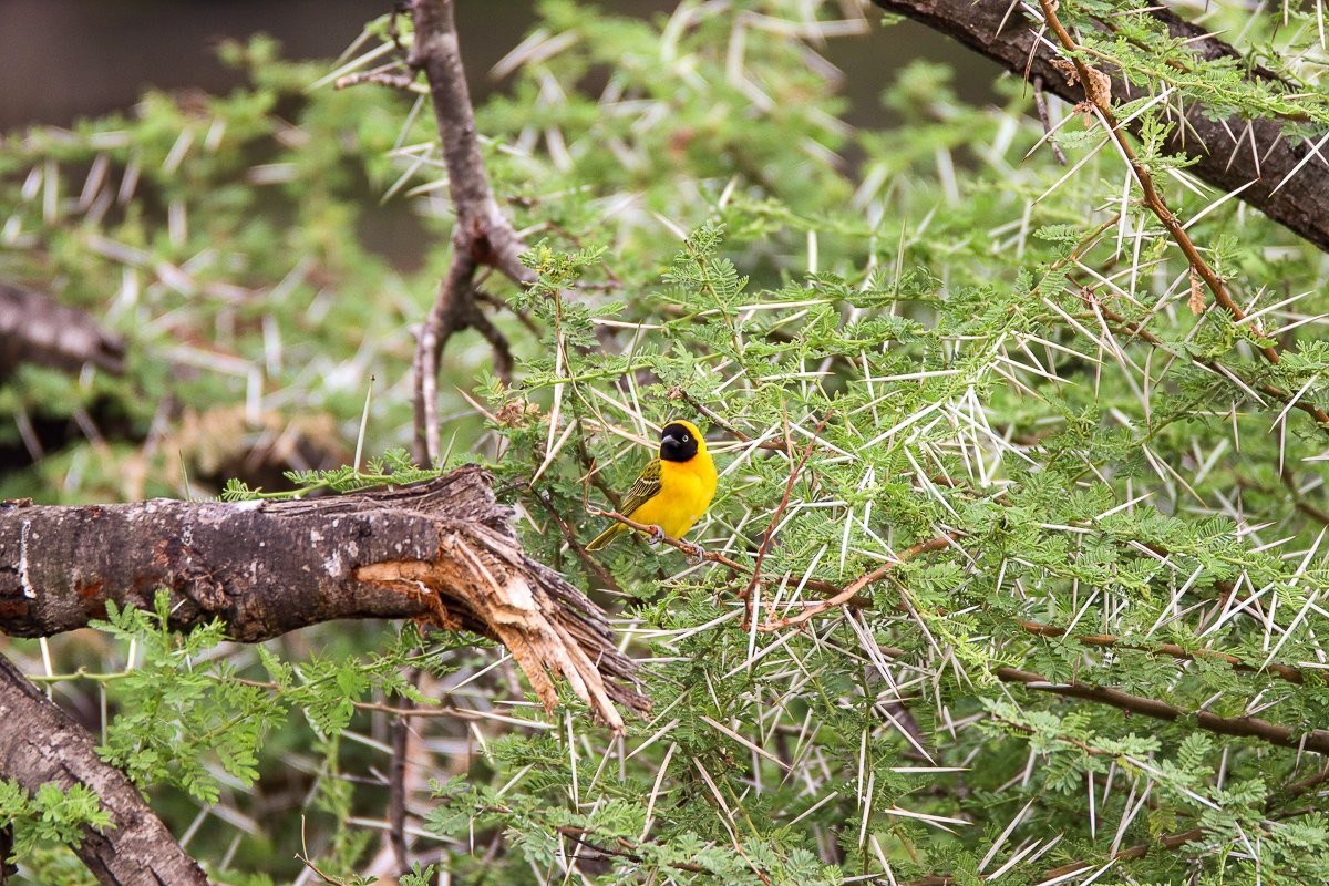 A Masked weaver in a tree known as the Acacia thorn. 