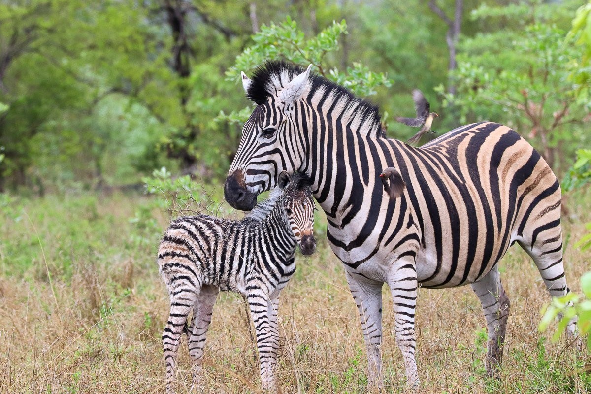 Sabi Sabi Jana Du Plessis Zebra Foal