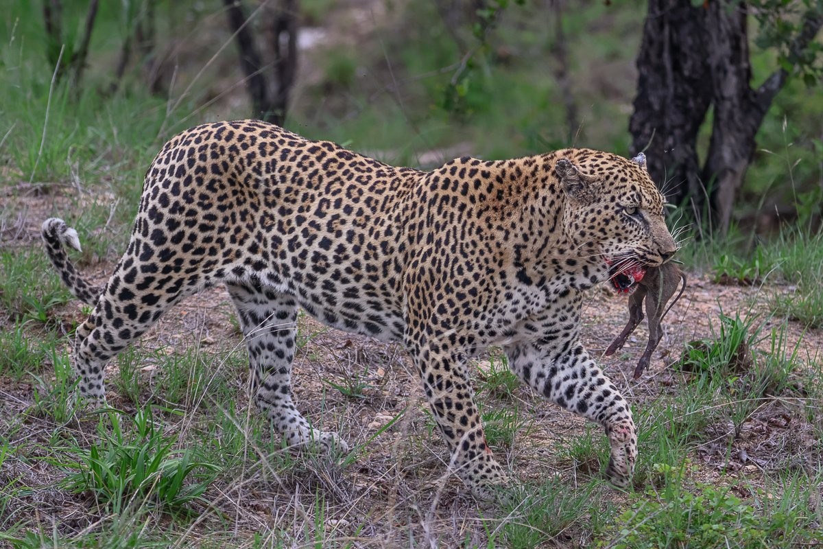 Sabi Sabi Ruan Mey Mawelawela Leopard