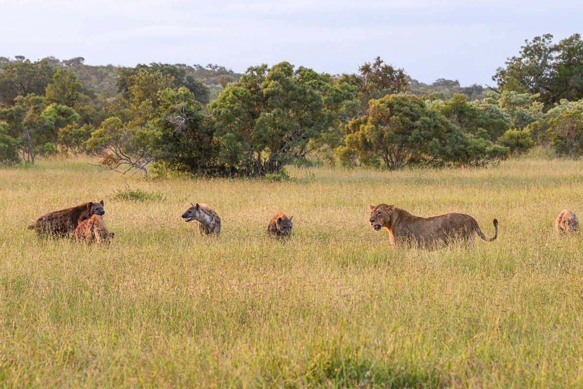 Sabi Sabi Jana Du Plessis Msuthlu Pride And Hyena