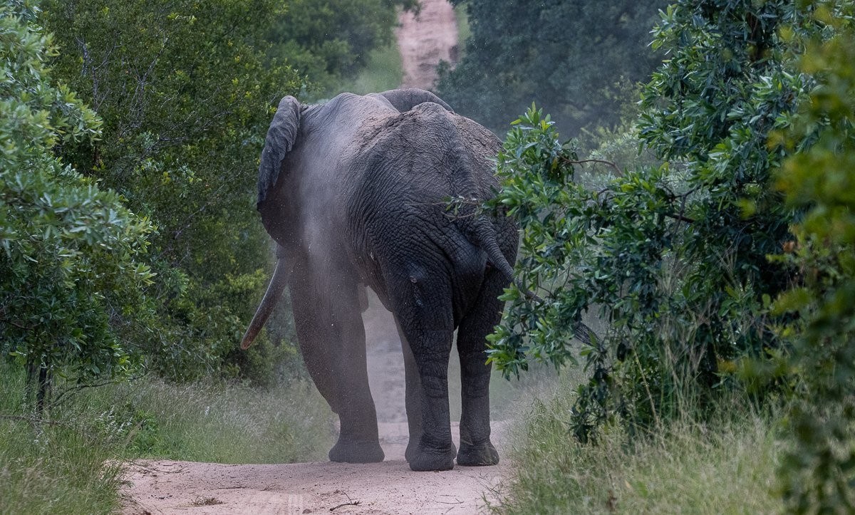 He was massive and scarred over his large body.