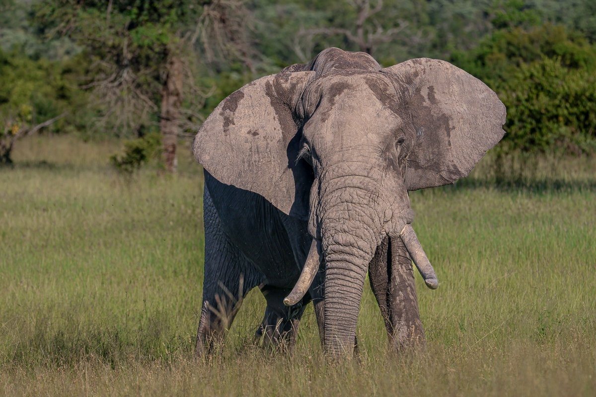 Elephant standing alone in grasslands