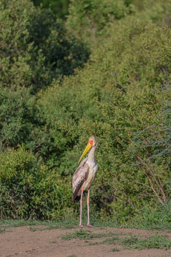 Sabi Sabi Ruan Mey Stork