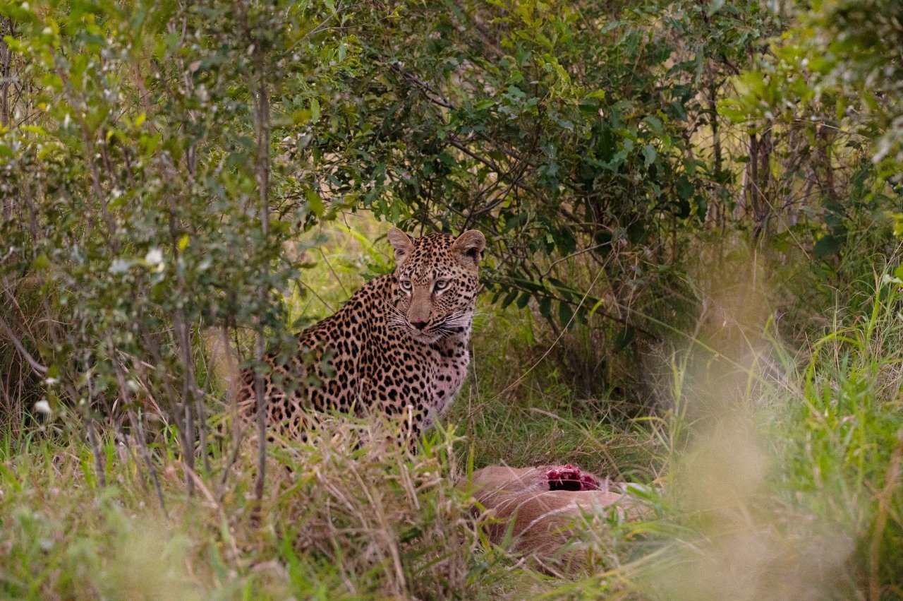 Sabi Sabi Viviane Ladner Kurhula Leopard Resting In Grass