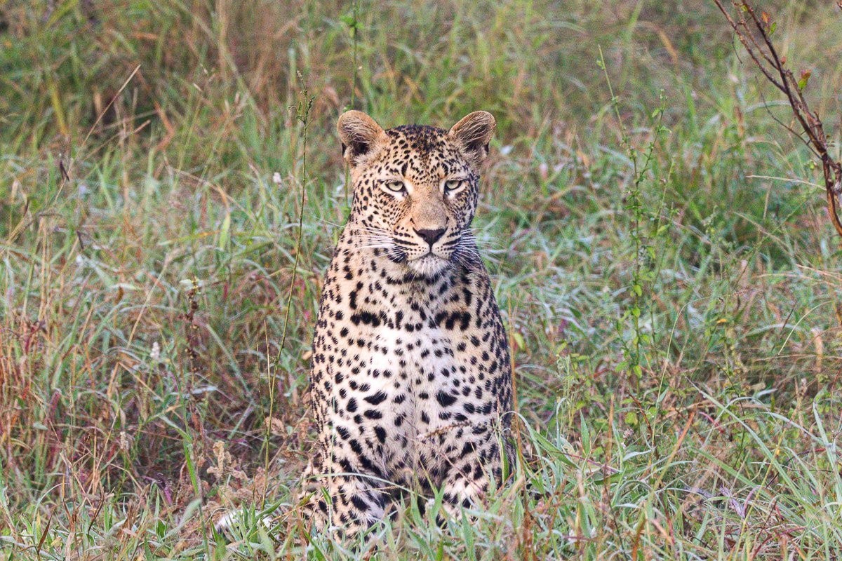 Kurhula female leopard crouching low while stalking potential prey across an open clearing