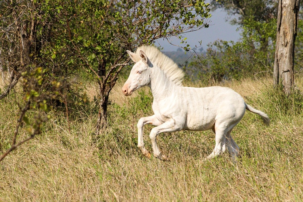 sabi-sabi-jana-du-plessis-white-zebra-grazing
