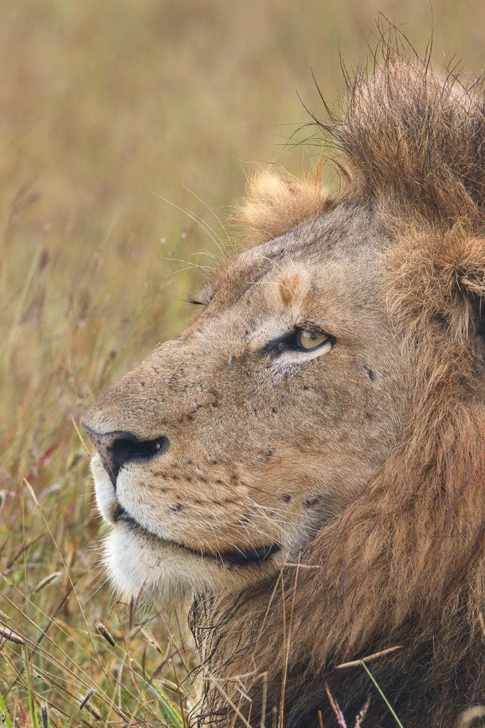 N’waswishaka male lion resting after feeding on a wildebeest kill.