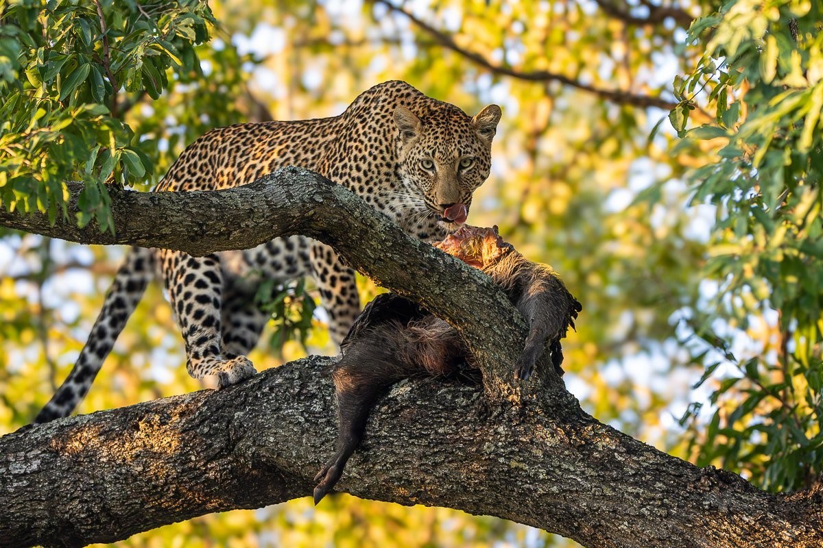 Leopard kill concealed within the dense canopy of a jackalberry tree.