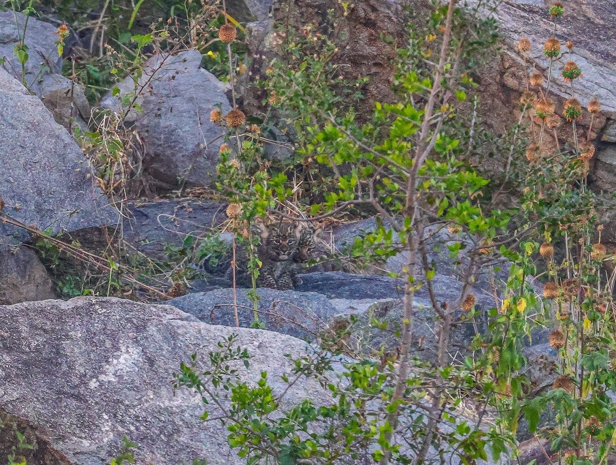 Three young leopard cubs cautiously exploring a rocky outcrop den site.