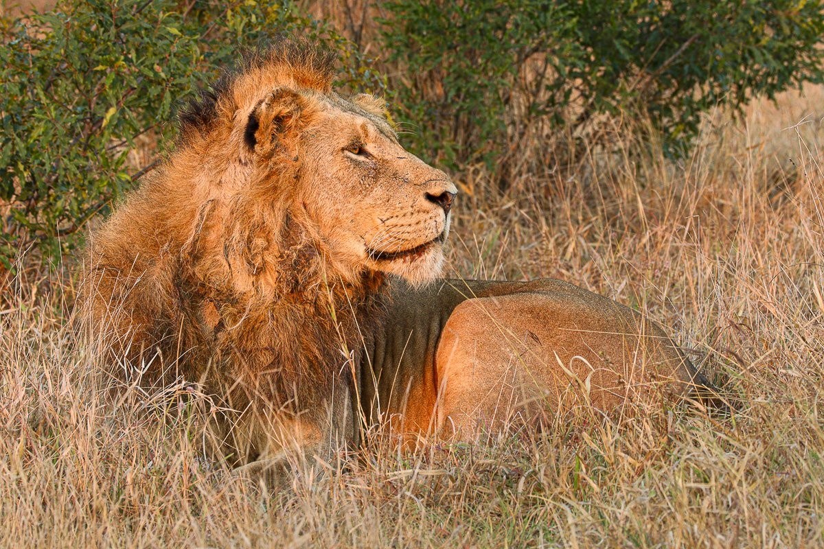 N'waswishaka male lion resting in the morning sun.