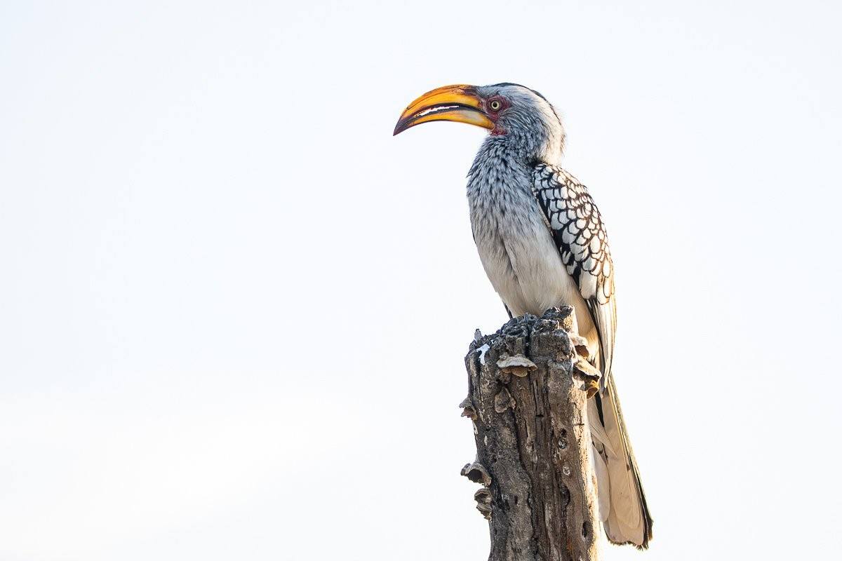 Yellow-billed hornbill perched while searching for insects in the African bushveld.