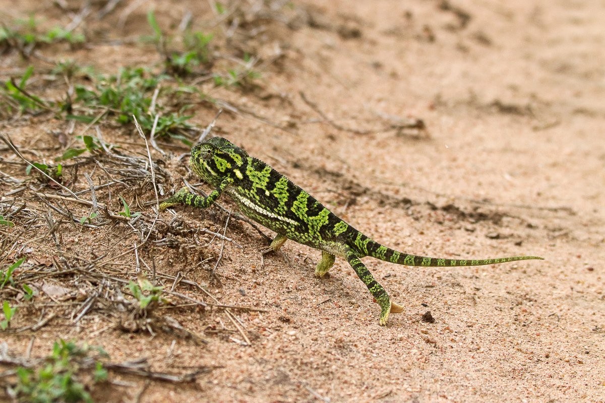 A chameleon carefully crossing a safari road while swaying to mimic a leaf in the wind.