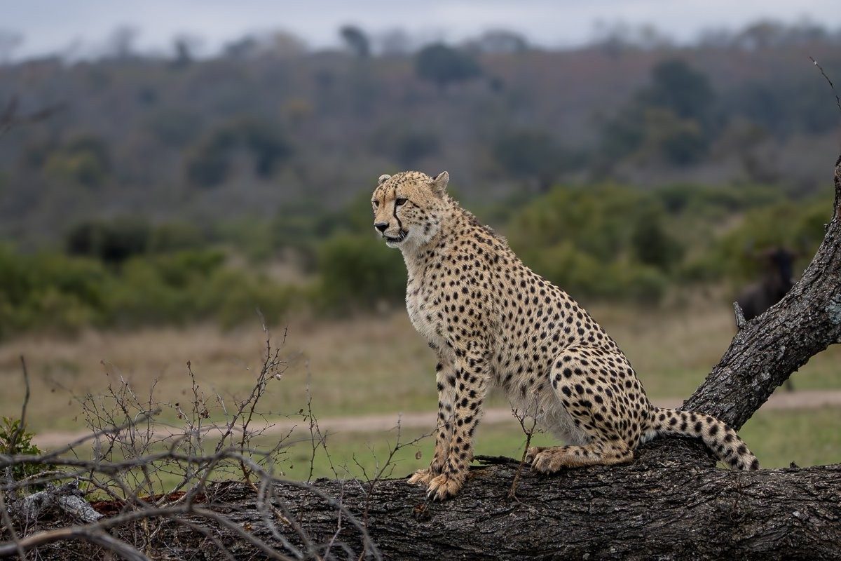 Sabi Sabi Ronald Mutero Cheetahs Scent Marking Fallen Tree