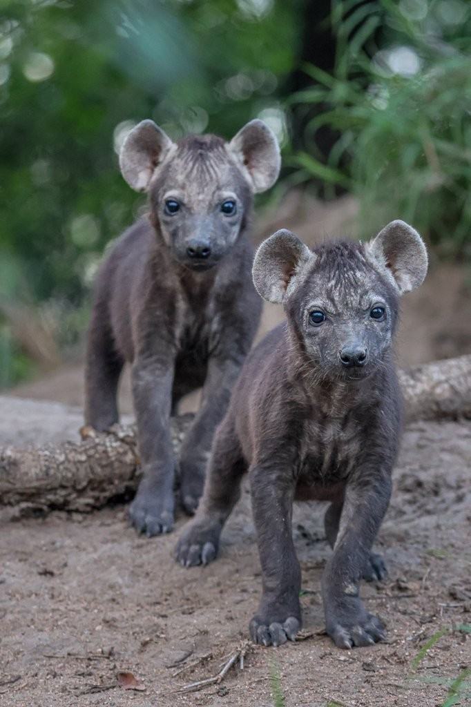 Spotted hyena pups exploring outside their den.