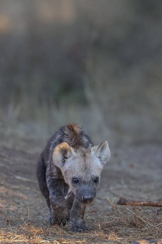 Spotted hyena pup exploring out and about.