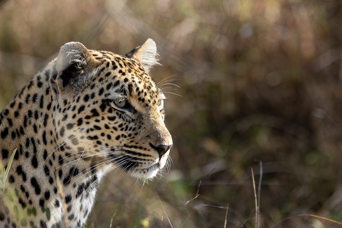 Tengile leopardess moving silently through the grass while searching for prey at Sabi Sabi.