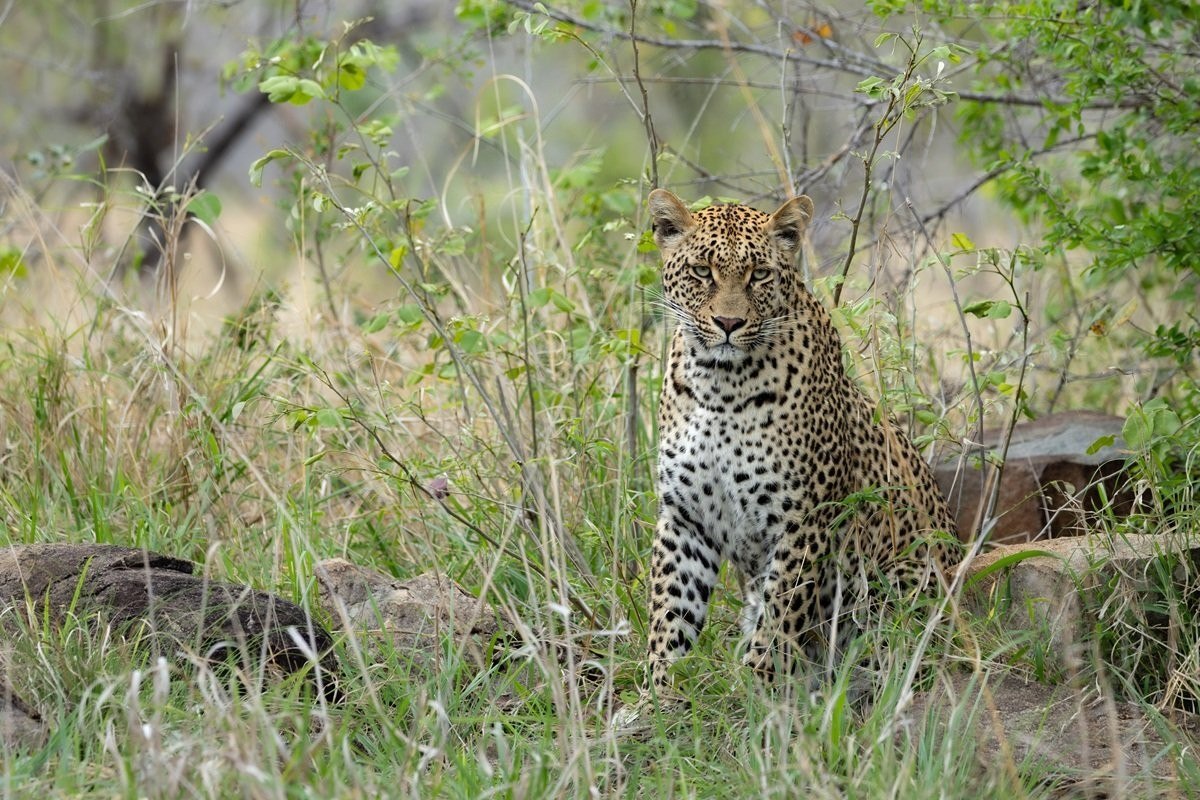 Mgiba leopardess near the Khulwana male during their time together.