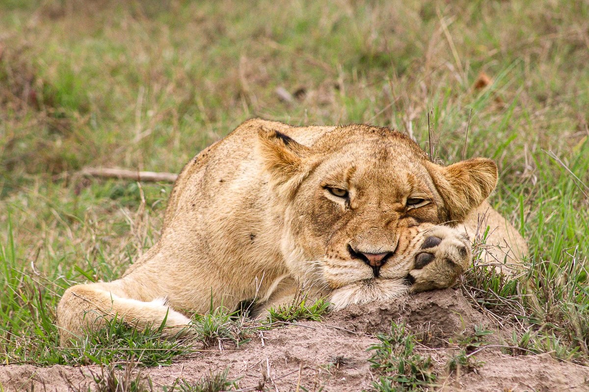 Sabi Sabi Jana Du Plessis Nwaswishaka Male And Msuthlu Lioness