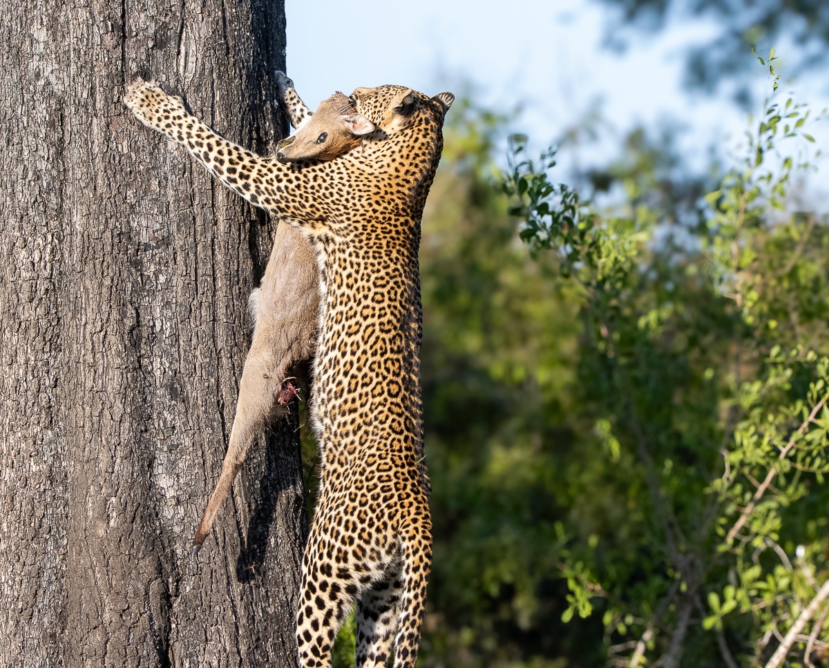 Khurula hoisting the prey up a tree towards her cub