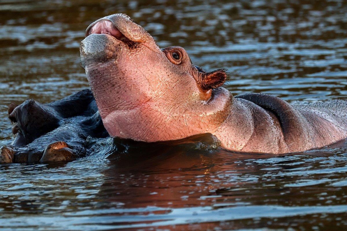 B11Coenraad Stapelberg Hippo 120423 2 B11Coenraad Stapelberg Hippo 120423 2