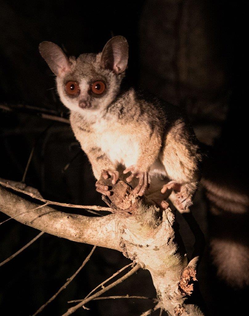 A46Jason Street   Bushbaby   210523   1 Edit