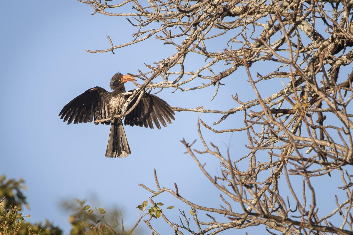 A Crowned Hornbill lands elegantly on a branch of a tree. A Crowned Hornbill lands elegantly on a branch of a tree.