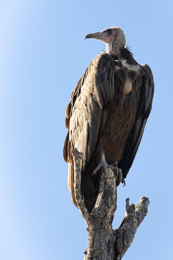 A Hooded Vulture can be identified by it's long, slender beak. A Hooded Vulture can be identified by it's long, slender beak.