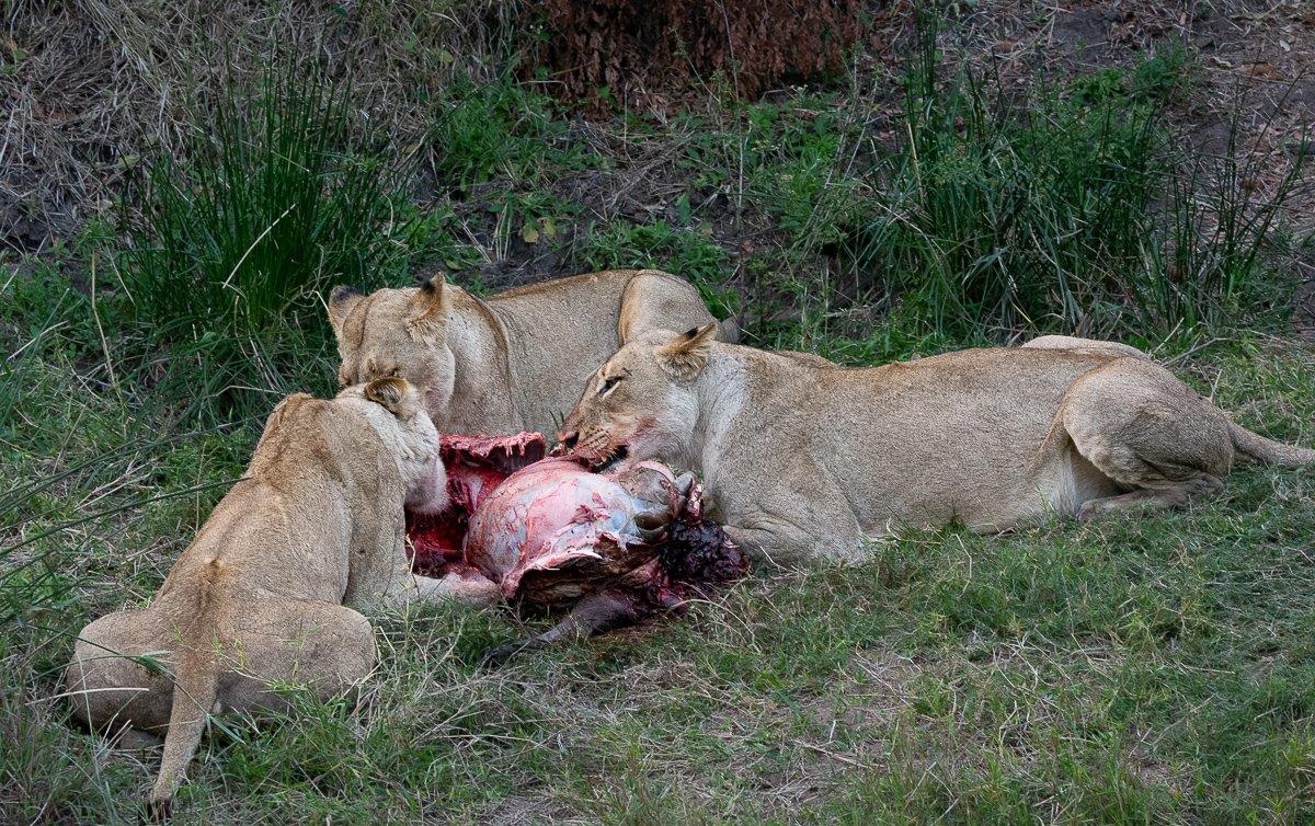 Three female lions feast on a warthog kill. 