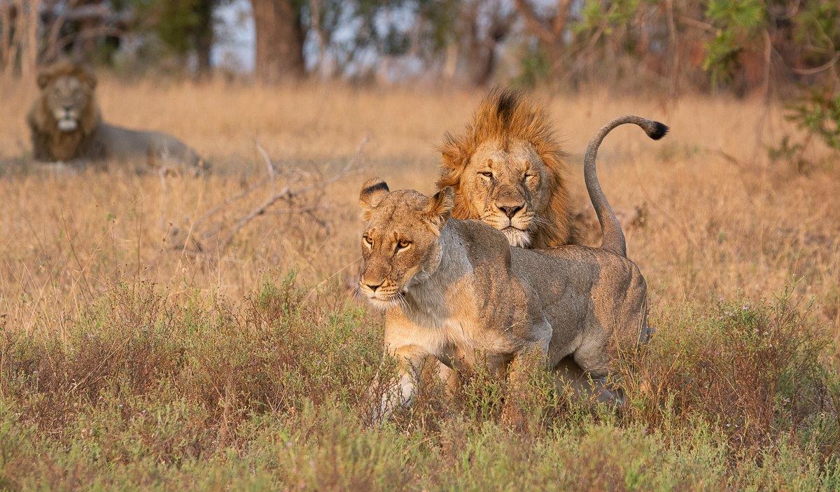 A mating pair of lions.