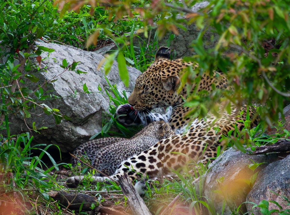 We watched on eagerly as Kigelia stopped a short while to allow her cubs to have a quick drink from the Msuthlu River. 