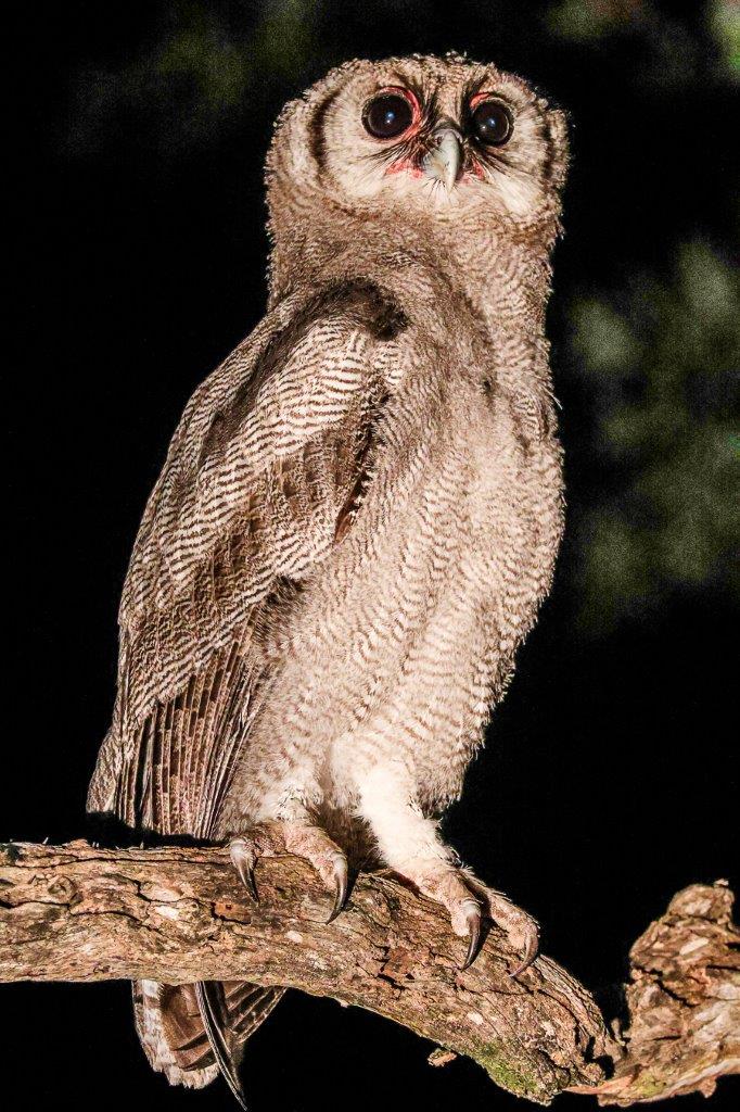 A Verreauxs eagle owl spotted on a night drive at Sabi Sabi. A Verreauxs eagle owl spotted on a night drive at Sabi Sabi.