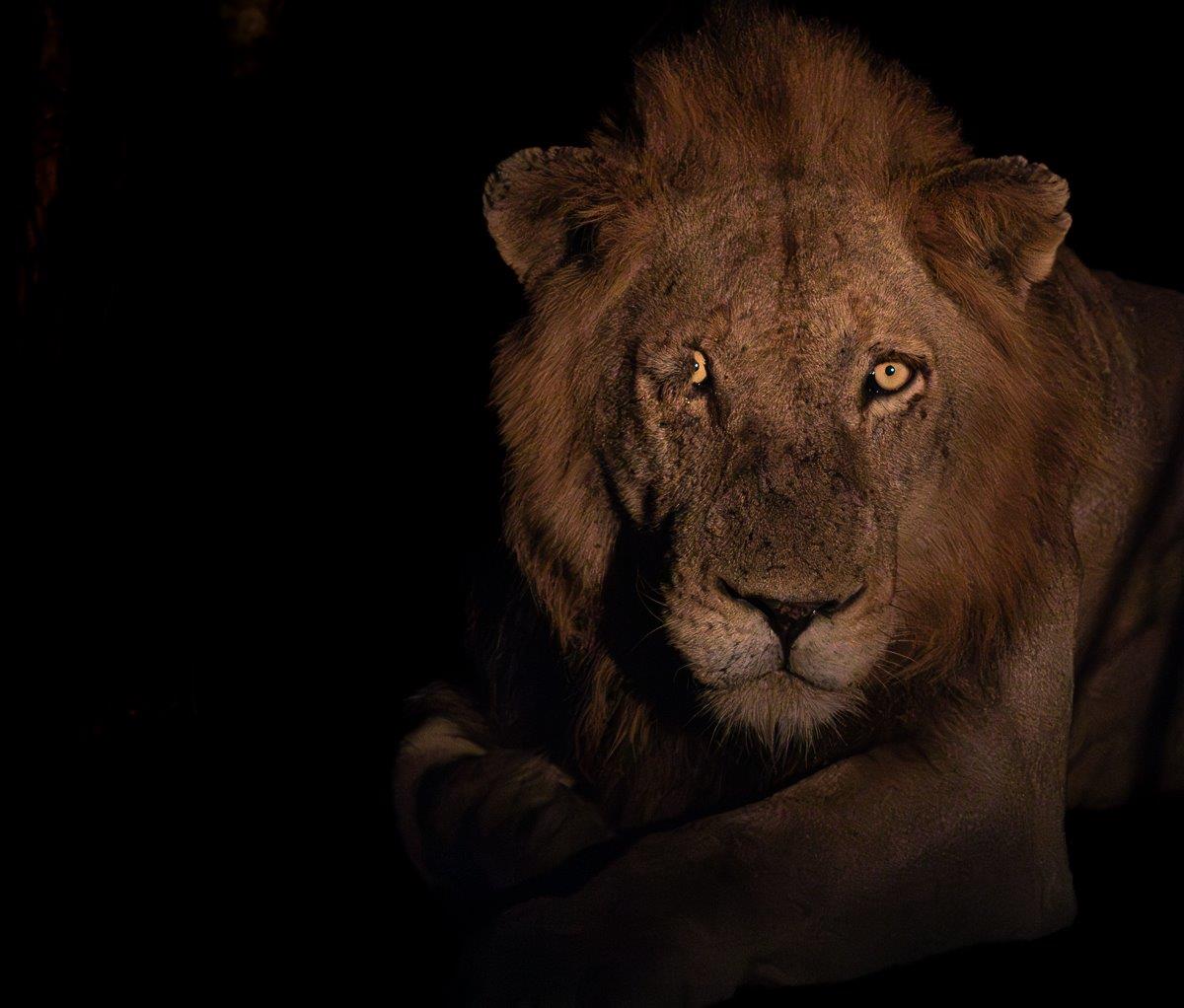 Jason Street Nkahuma Lion